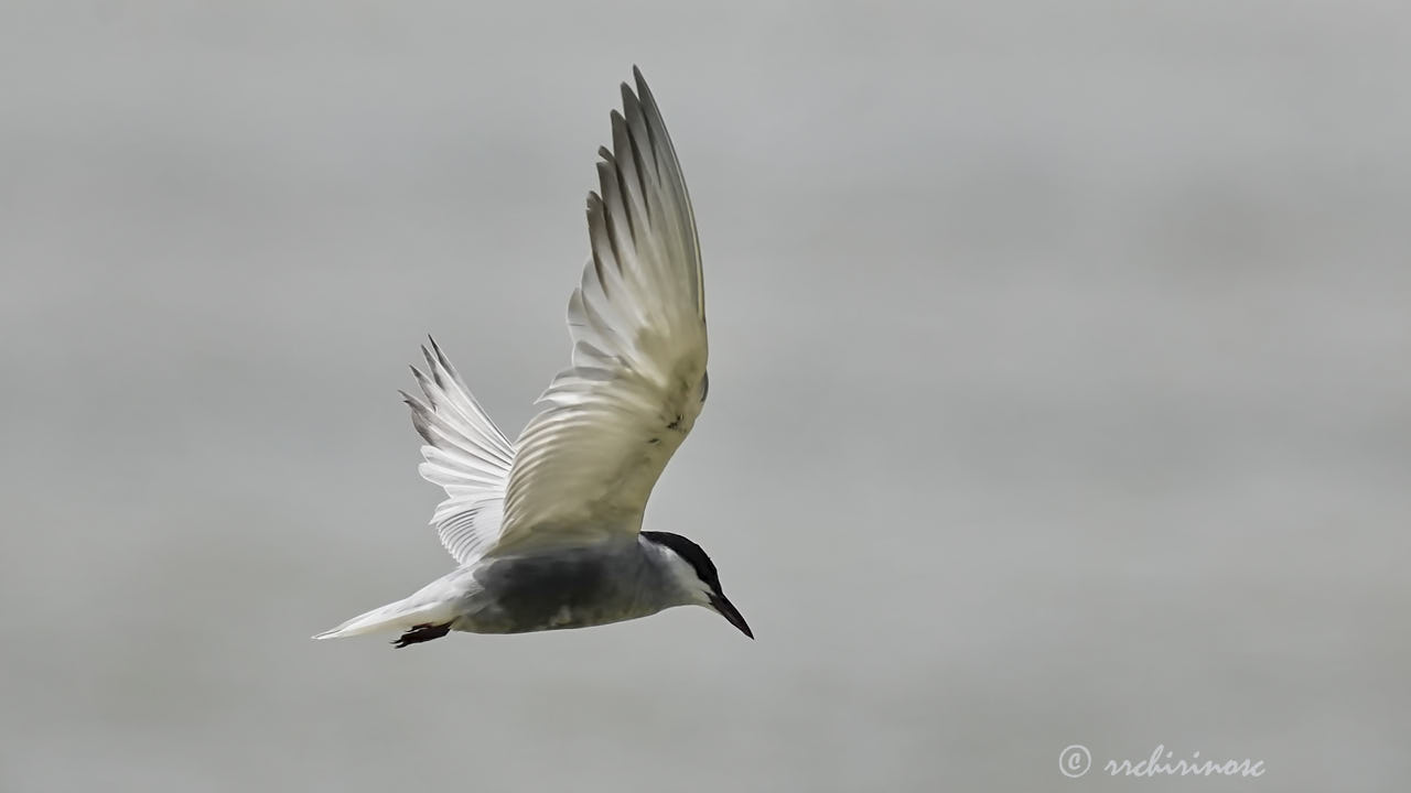 Whiskered tern