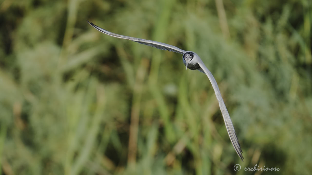 Whiskered tern