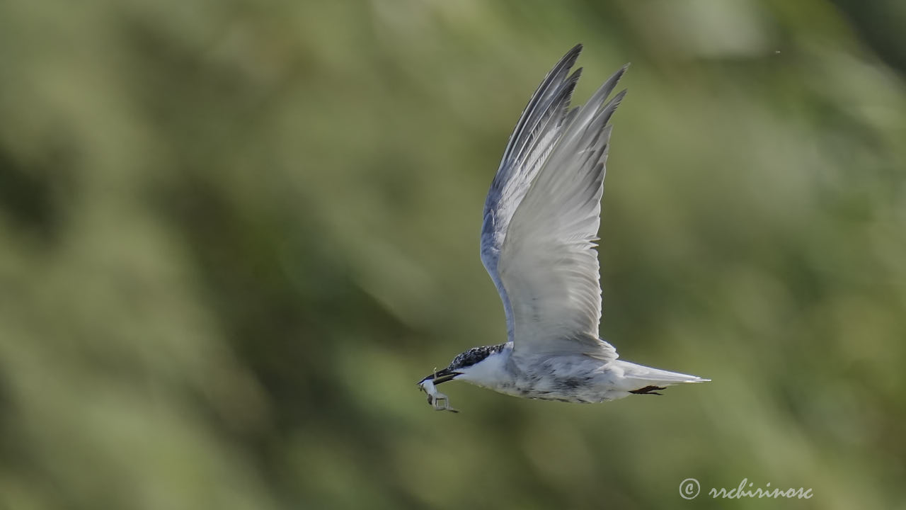 Whiskered tern