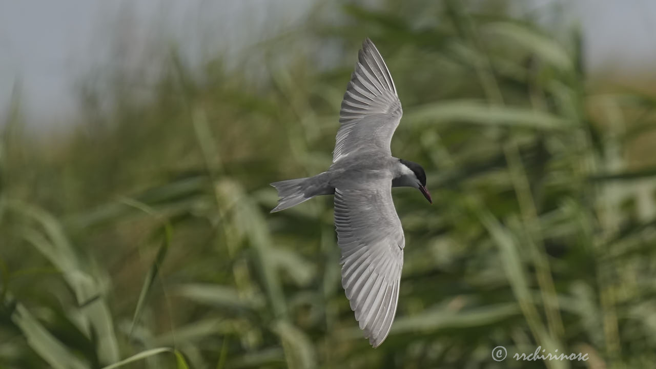 Whiskered tern