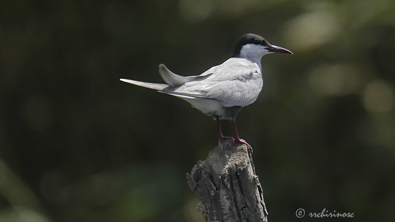 Whiskered tern