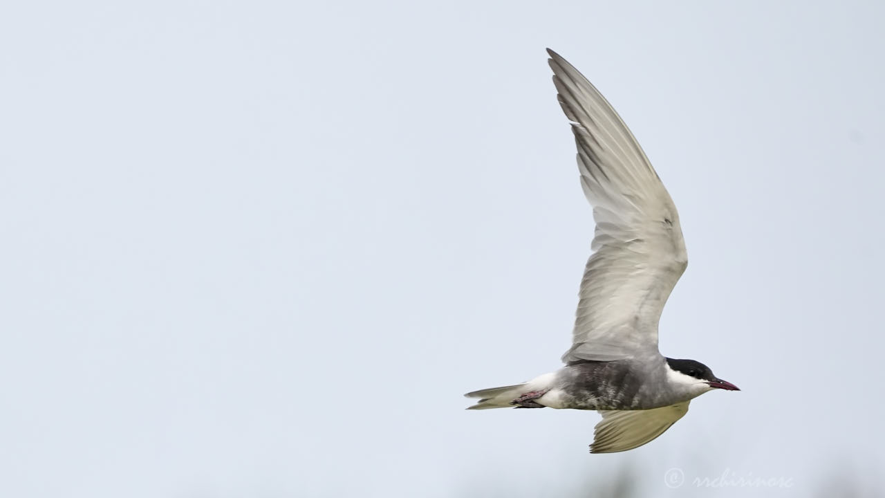 Whiskered tern