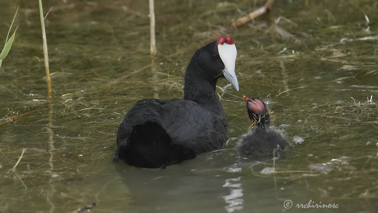 Red-knobbed coot