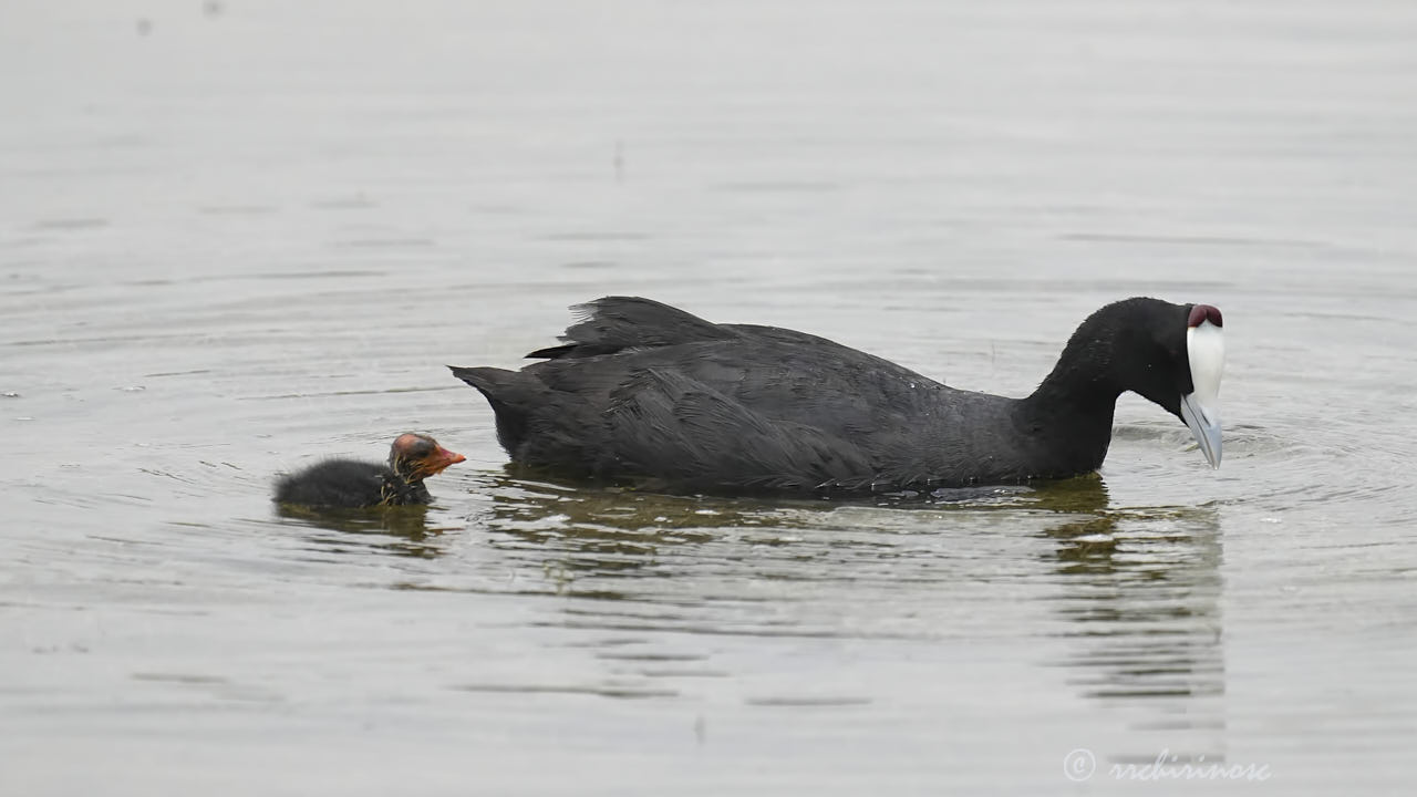 Red-knobbed coot