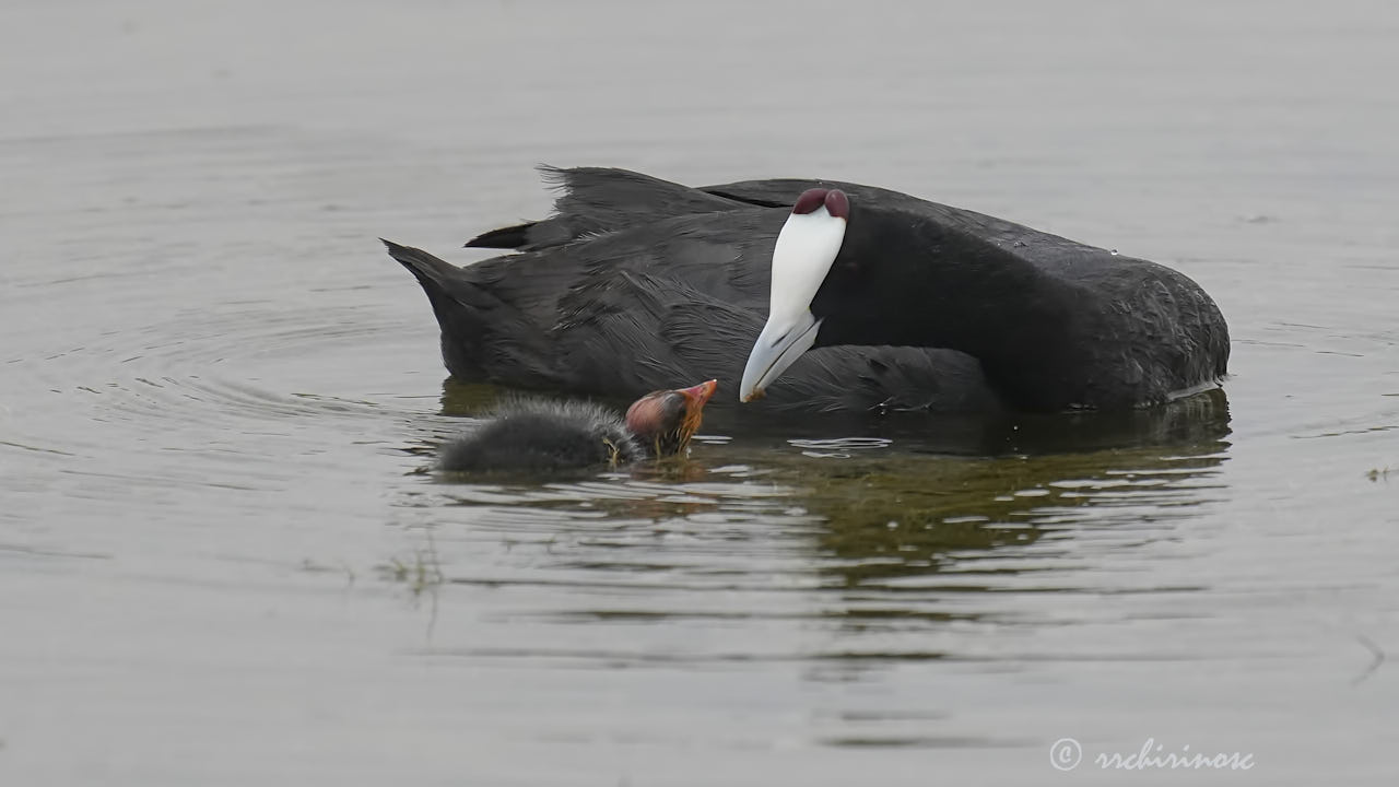 Red-knobbed coot