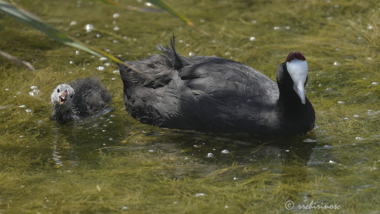 Red-knobbed coot