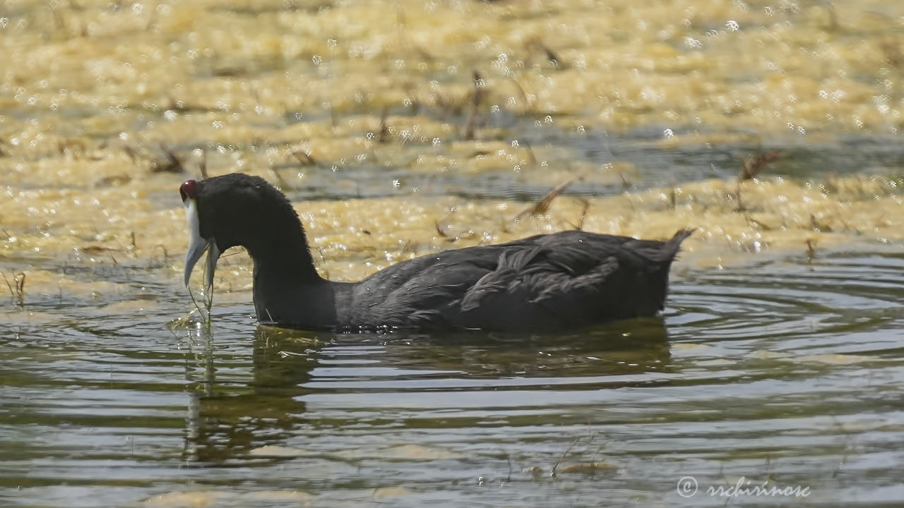 Red-knobbed coot