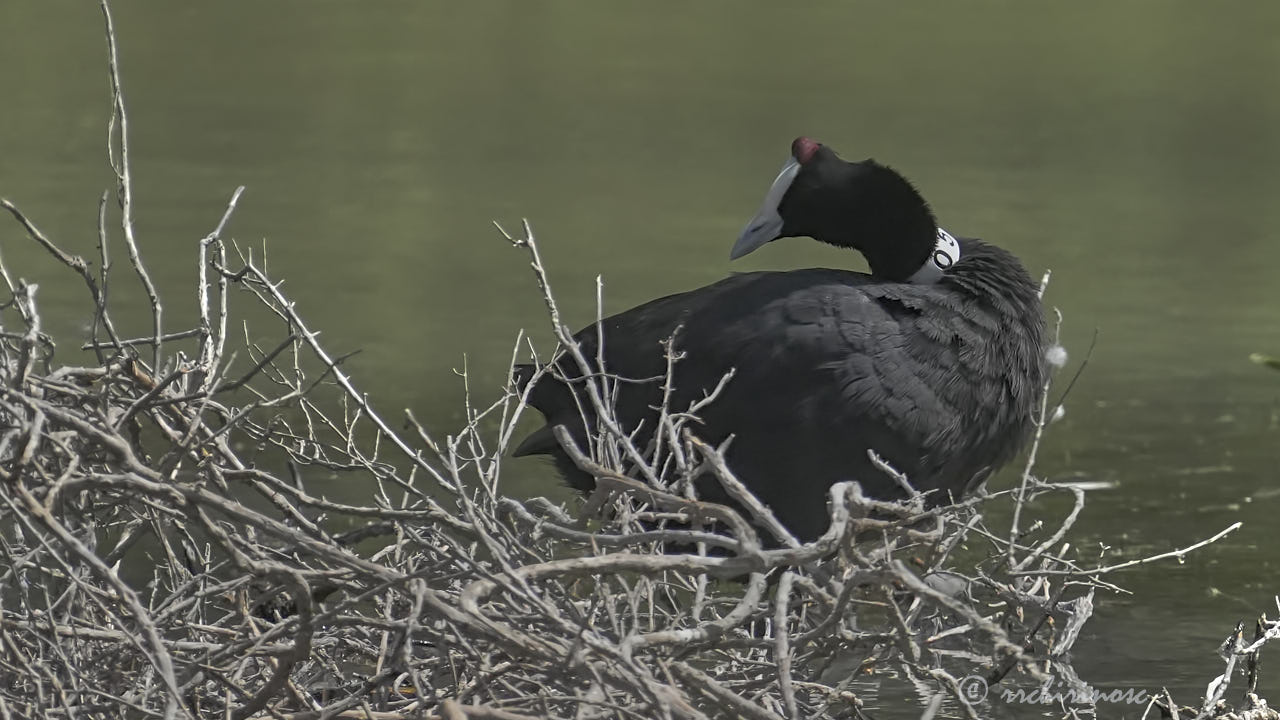 Red-knobbed coot