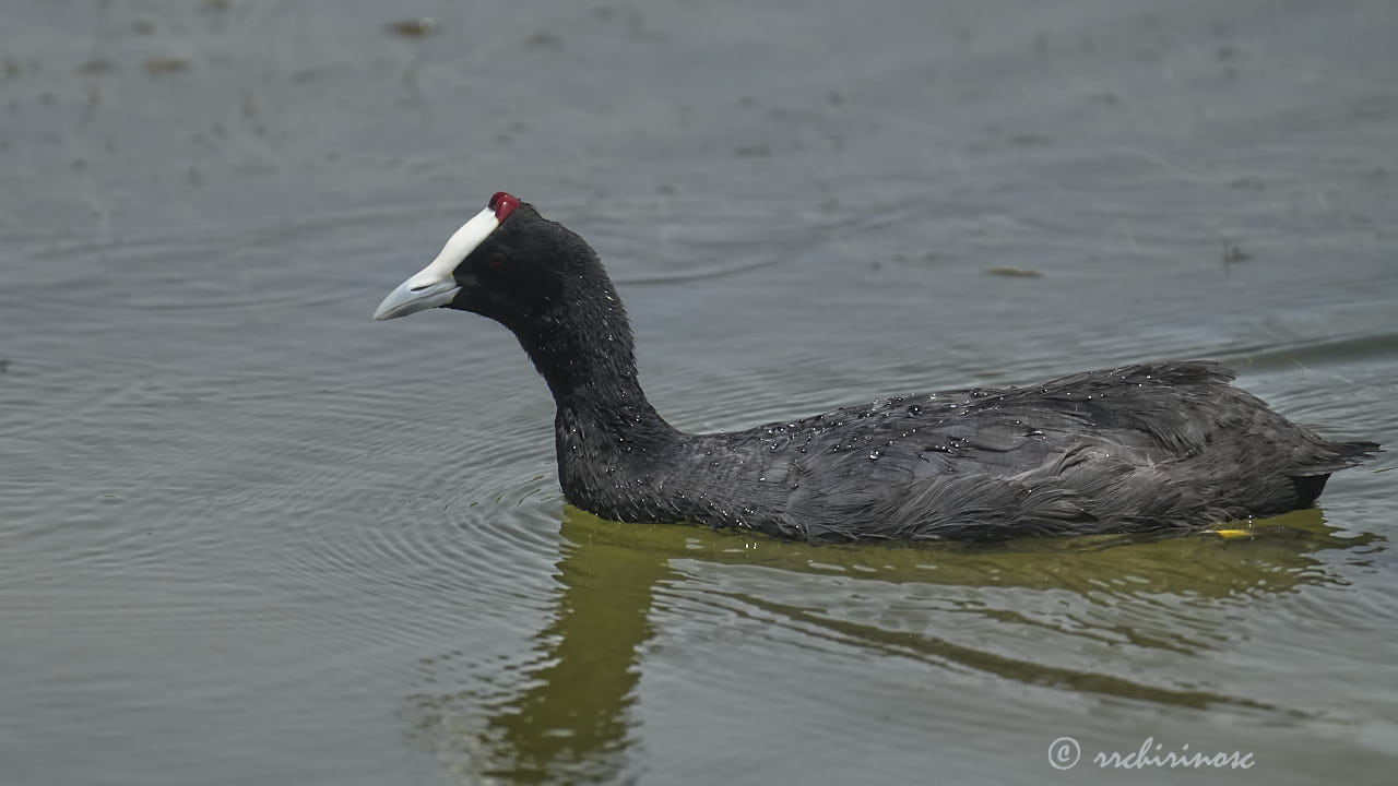 Red-knobbed coot