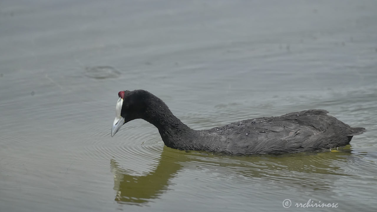 Red-knobbed coot