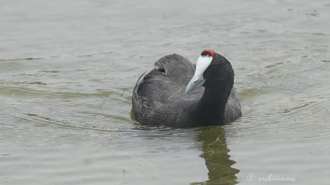 Red-knobbed coot