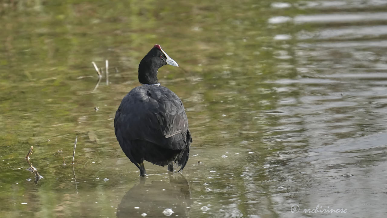 Red-knobbed coot