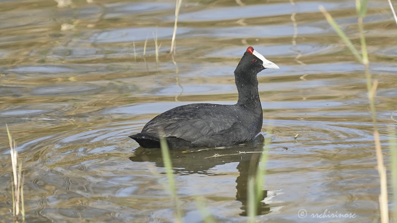 Red-knobbed coot