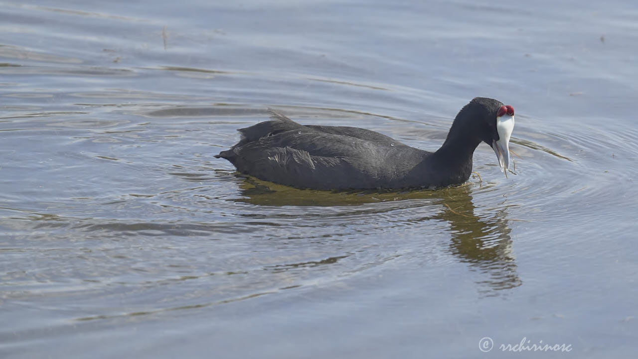 Red-knobbed coot