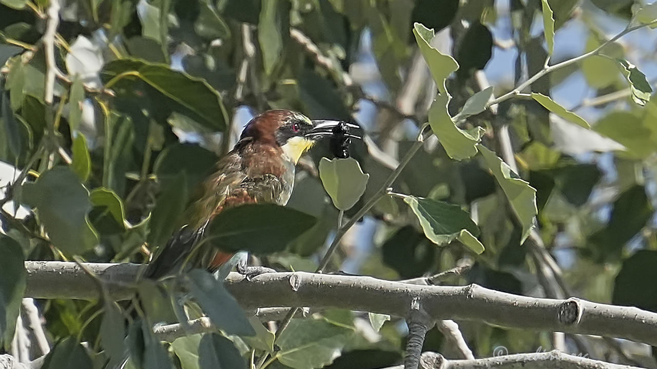 European bee-eater