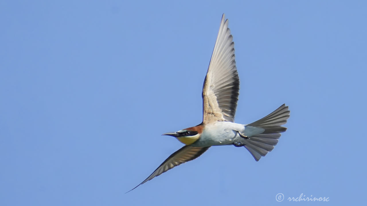 European bee-eater