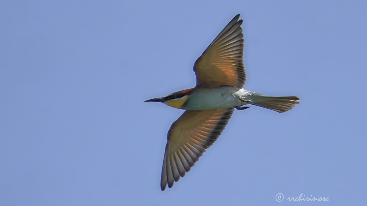 European bee-eater