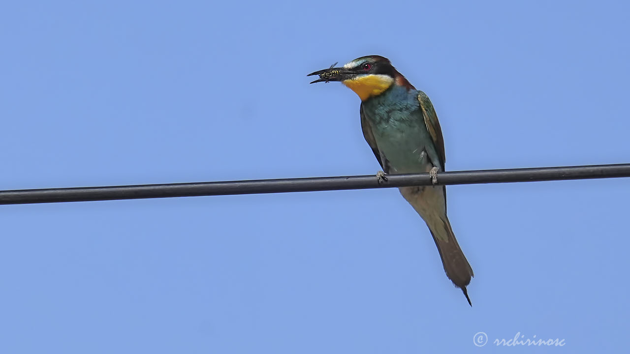 European bee-eater