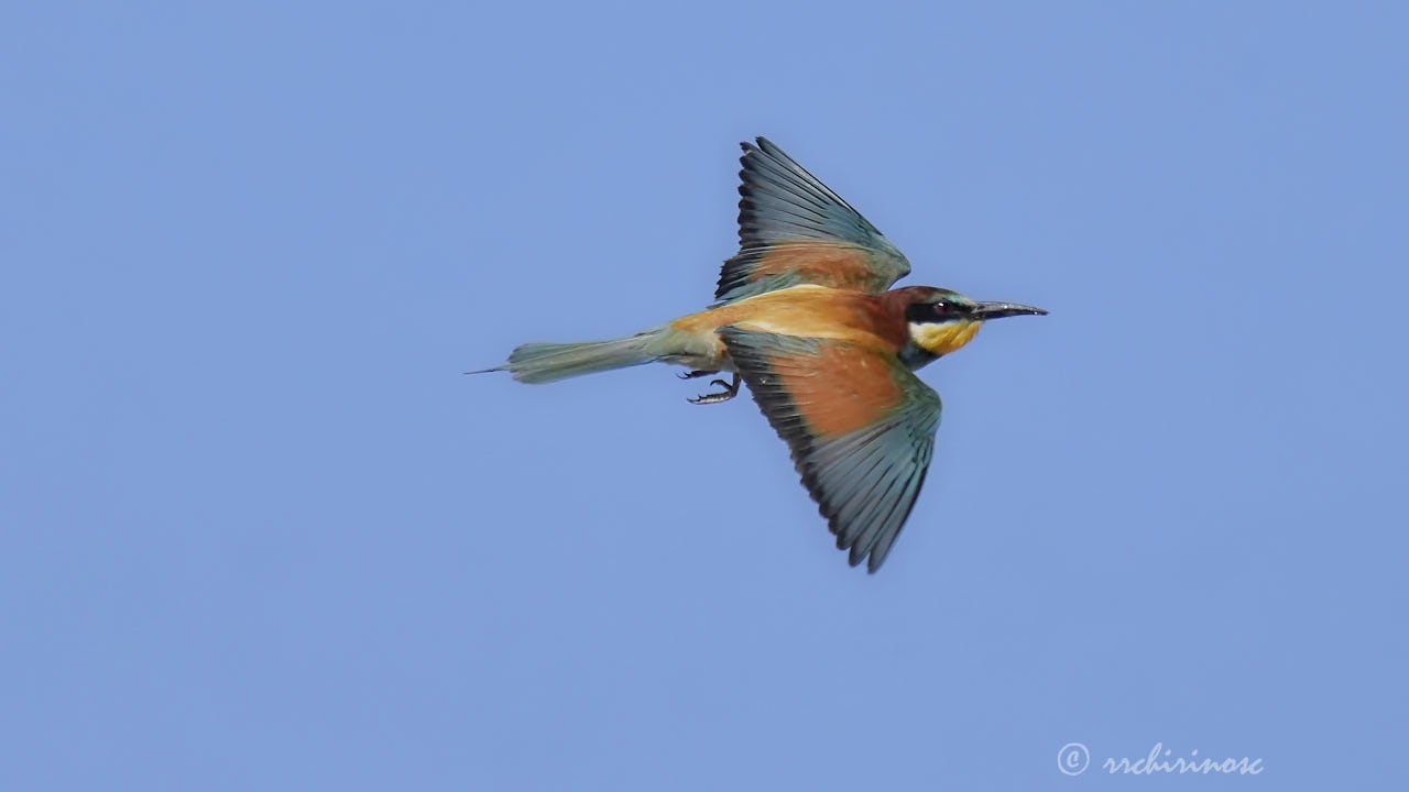 European bee-eater