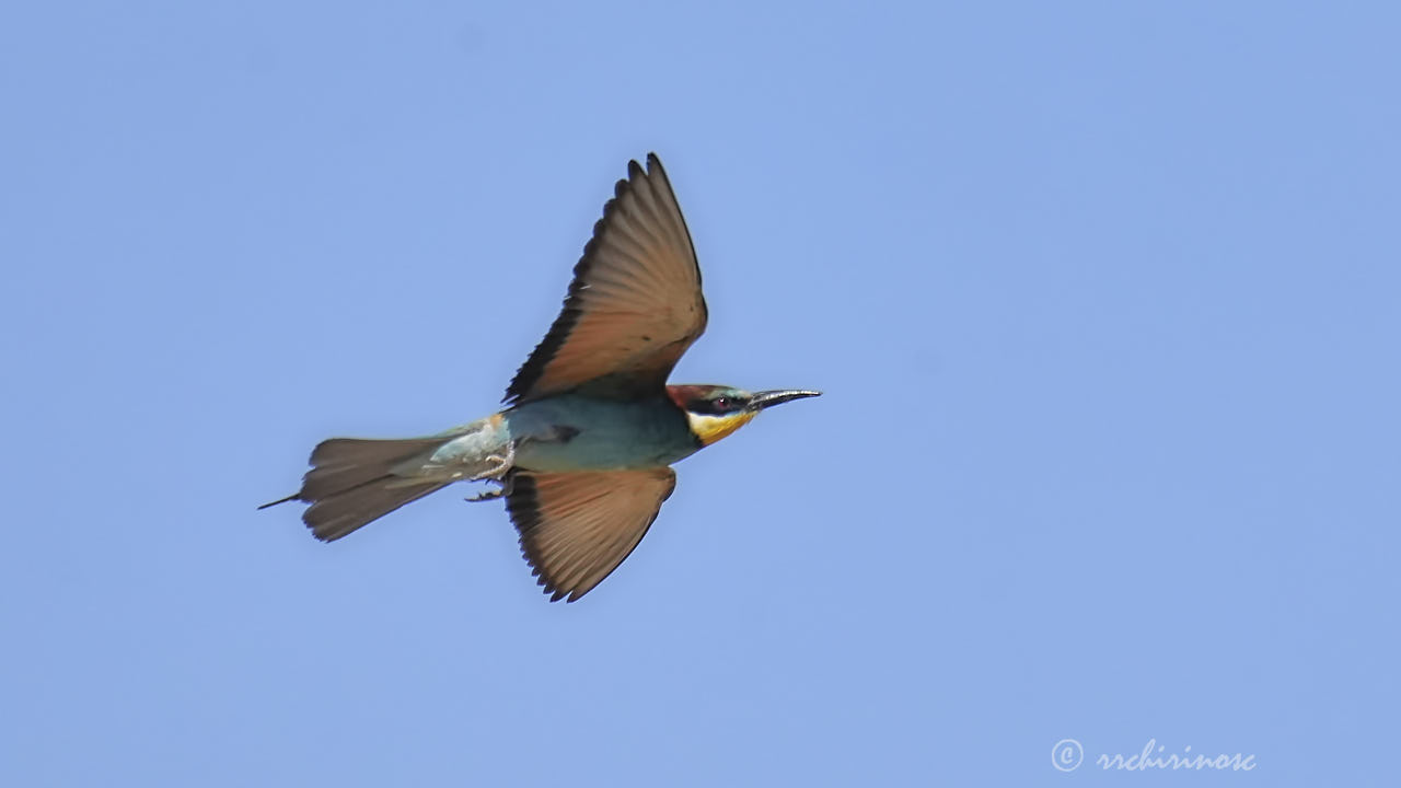 European bee-eater