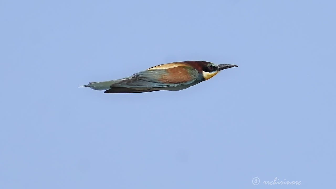 European bee-eater