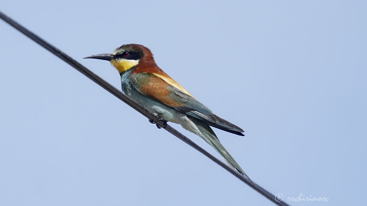 European bee-eater