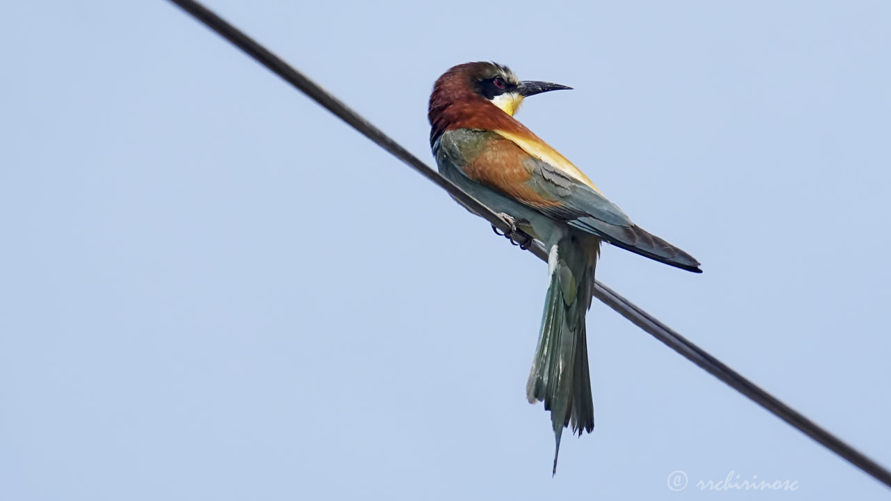 European bee-eater