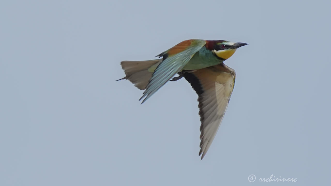 European bee-eater