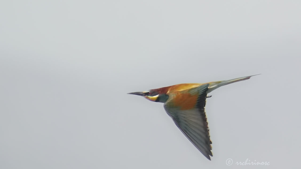 European bee-eater