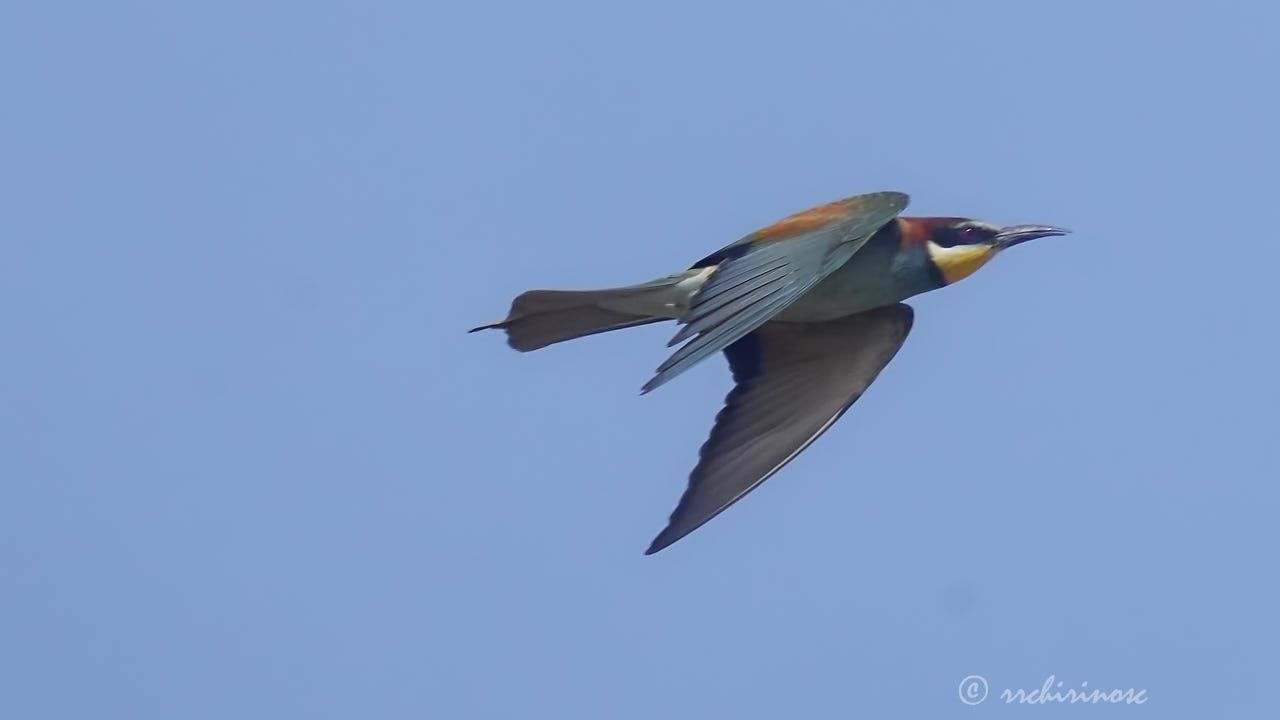 European bee-eater