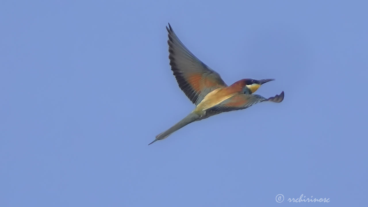 European bee-eater