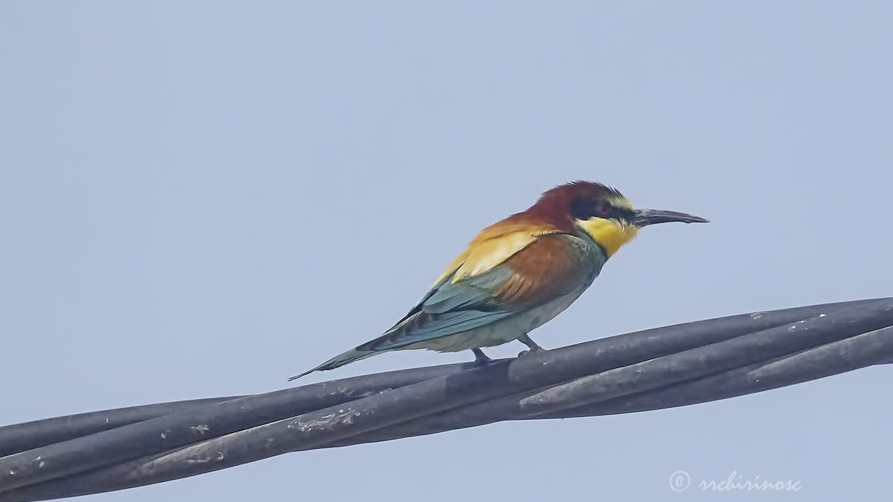 European bee-eater