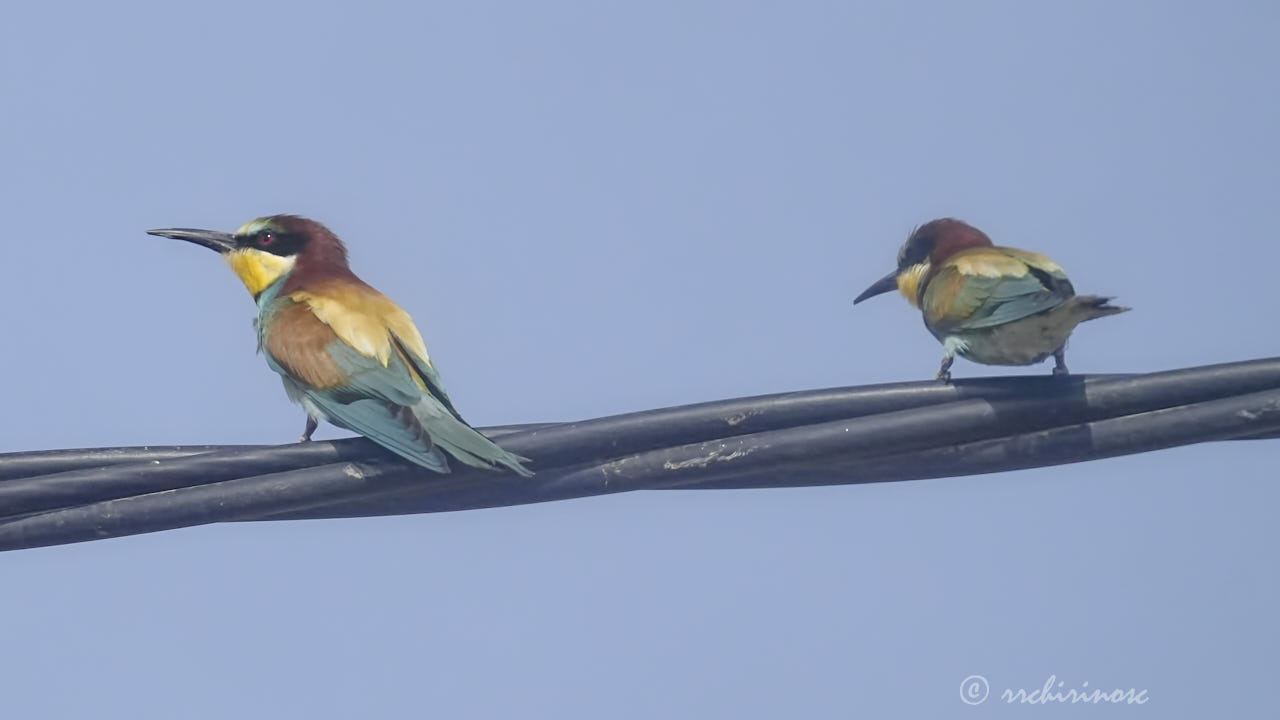 European bee-eater