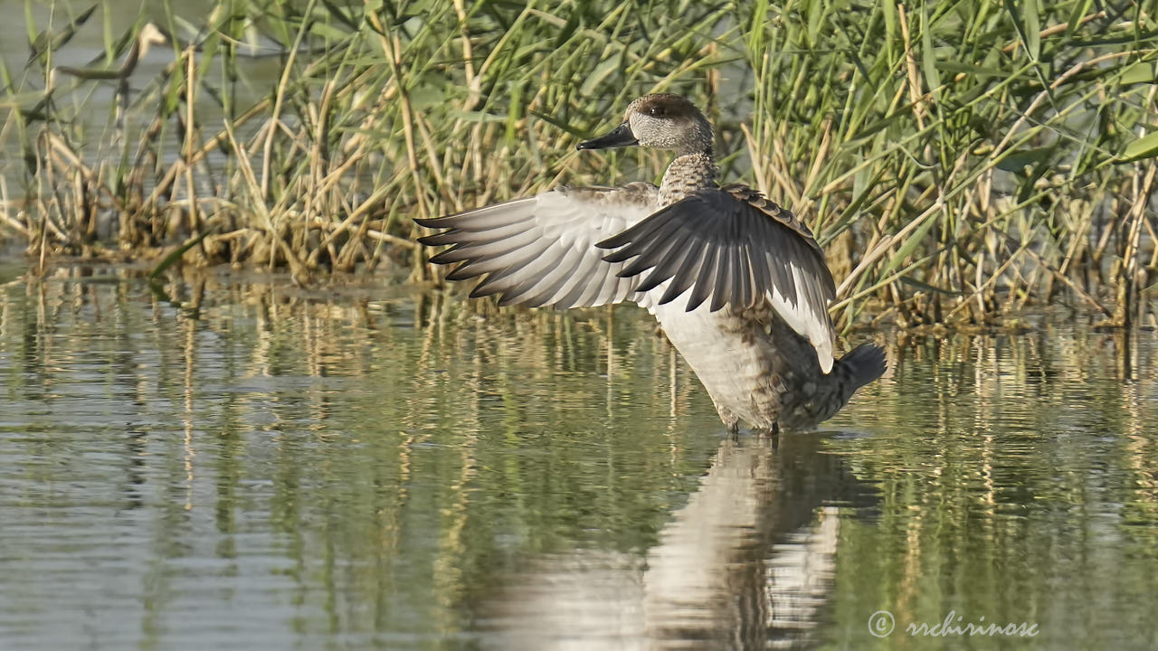 Marbled teal