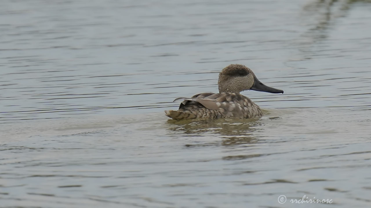 Marbled teal