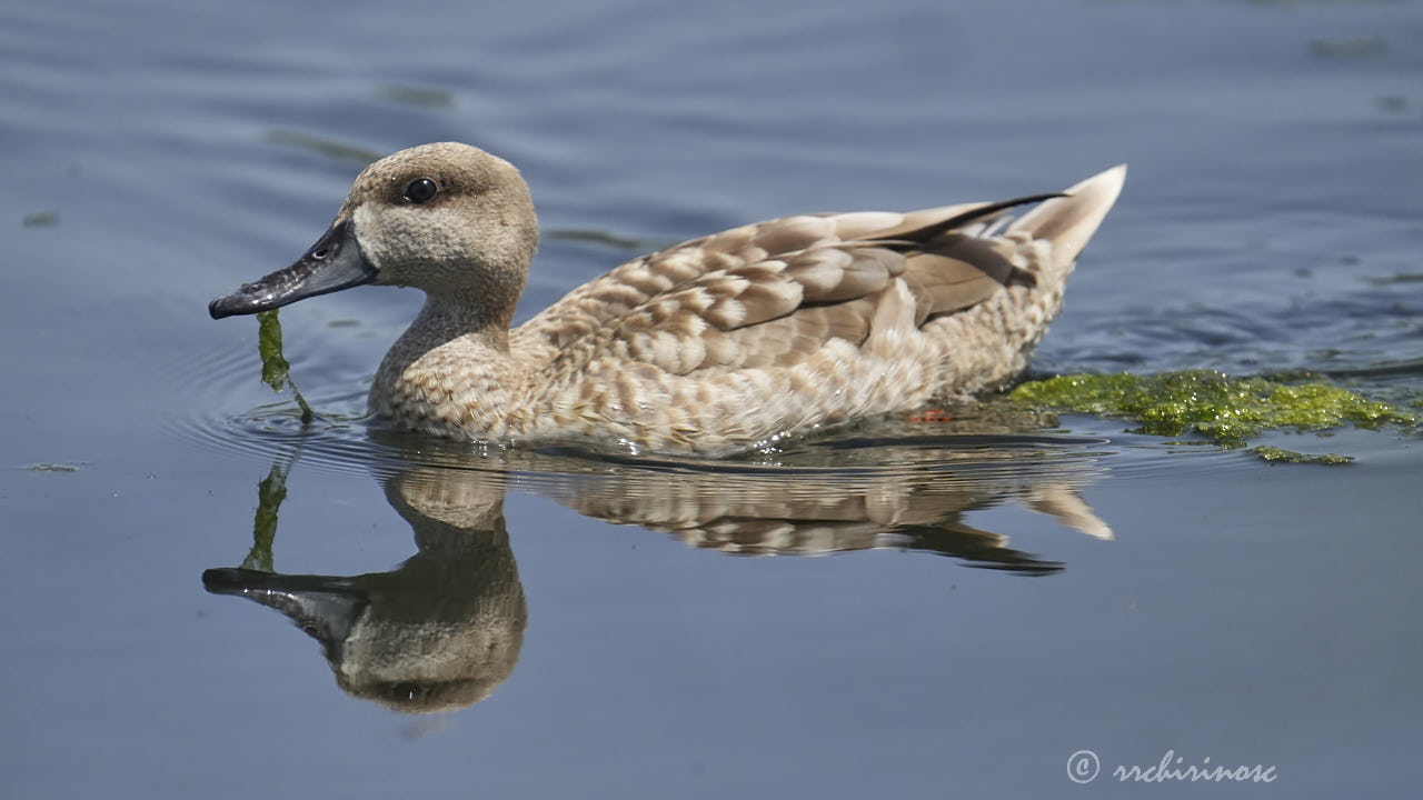 Marbled teal