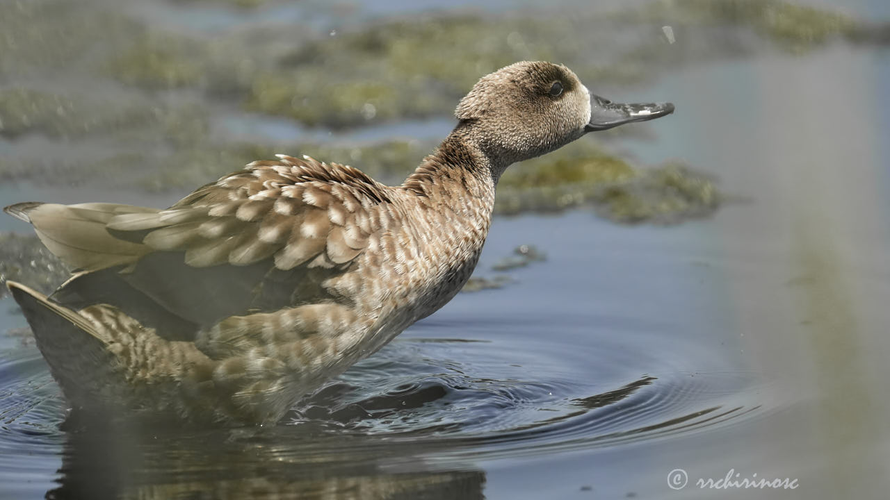 Marbled teal