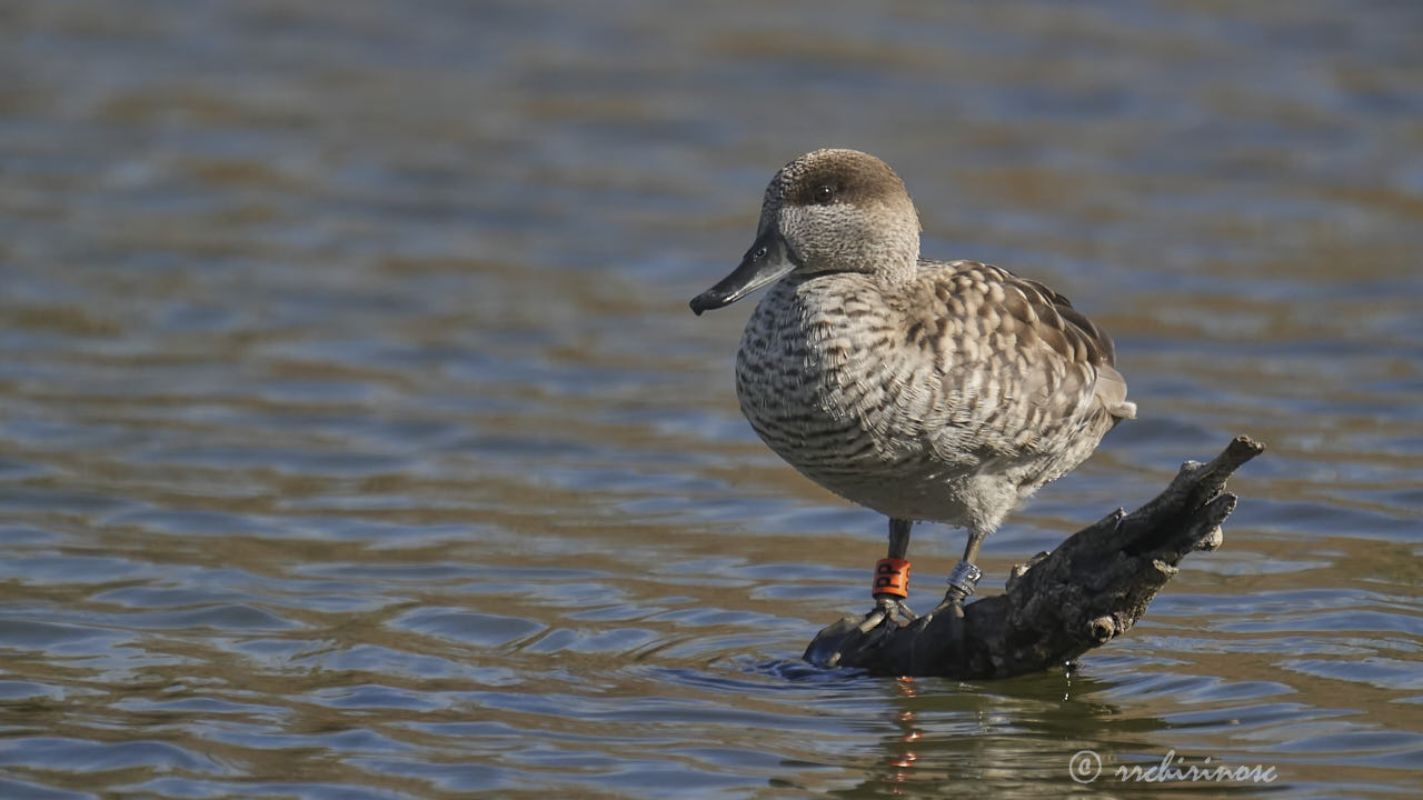 Marbled teal