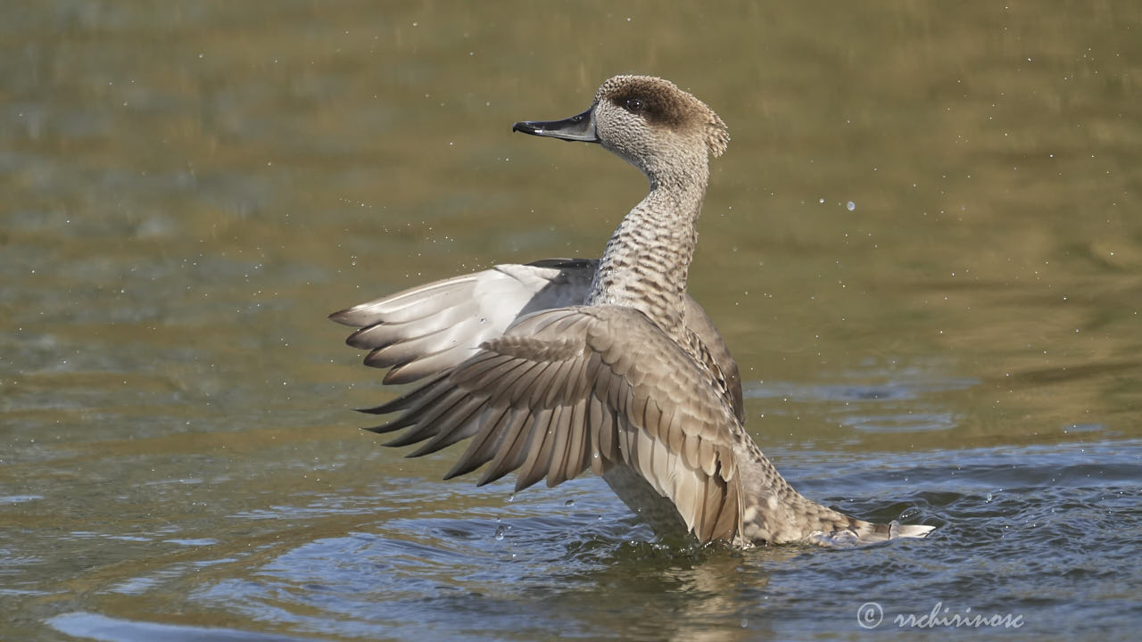 Marbled teal