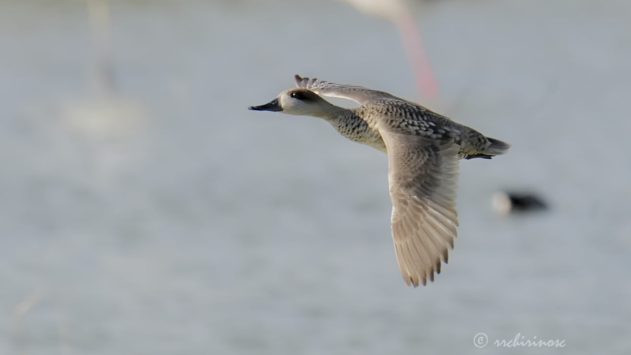 Marbled duck
