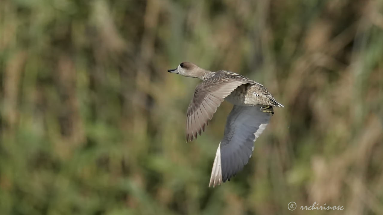 Marbled duck