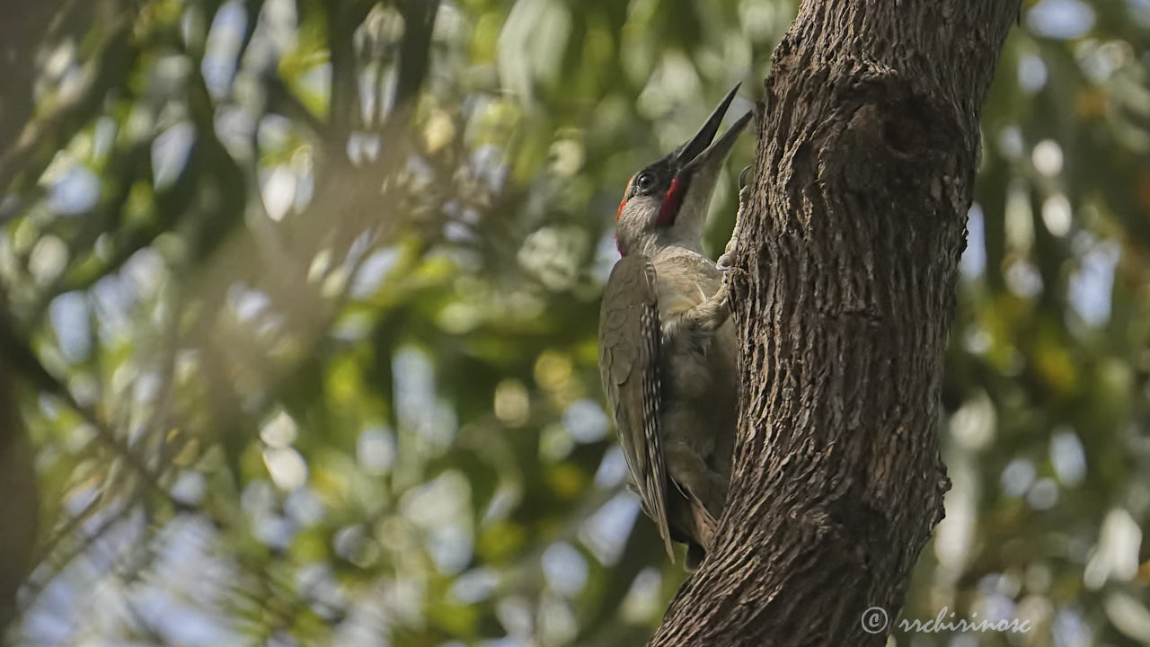 Iberian green woodpecker