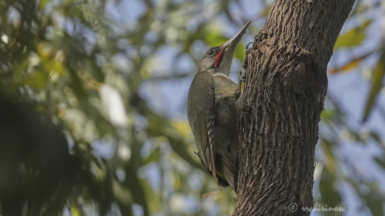 Iberian green woodpecker