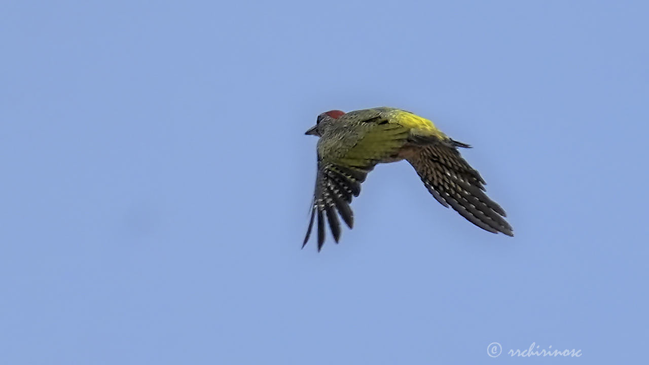 Iberian green woodpecker