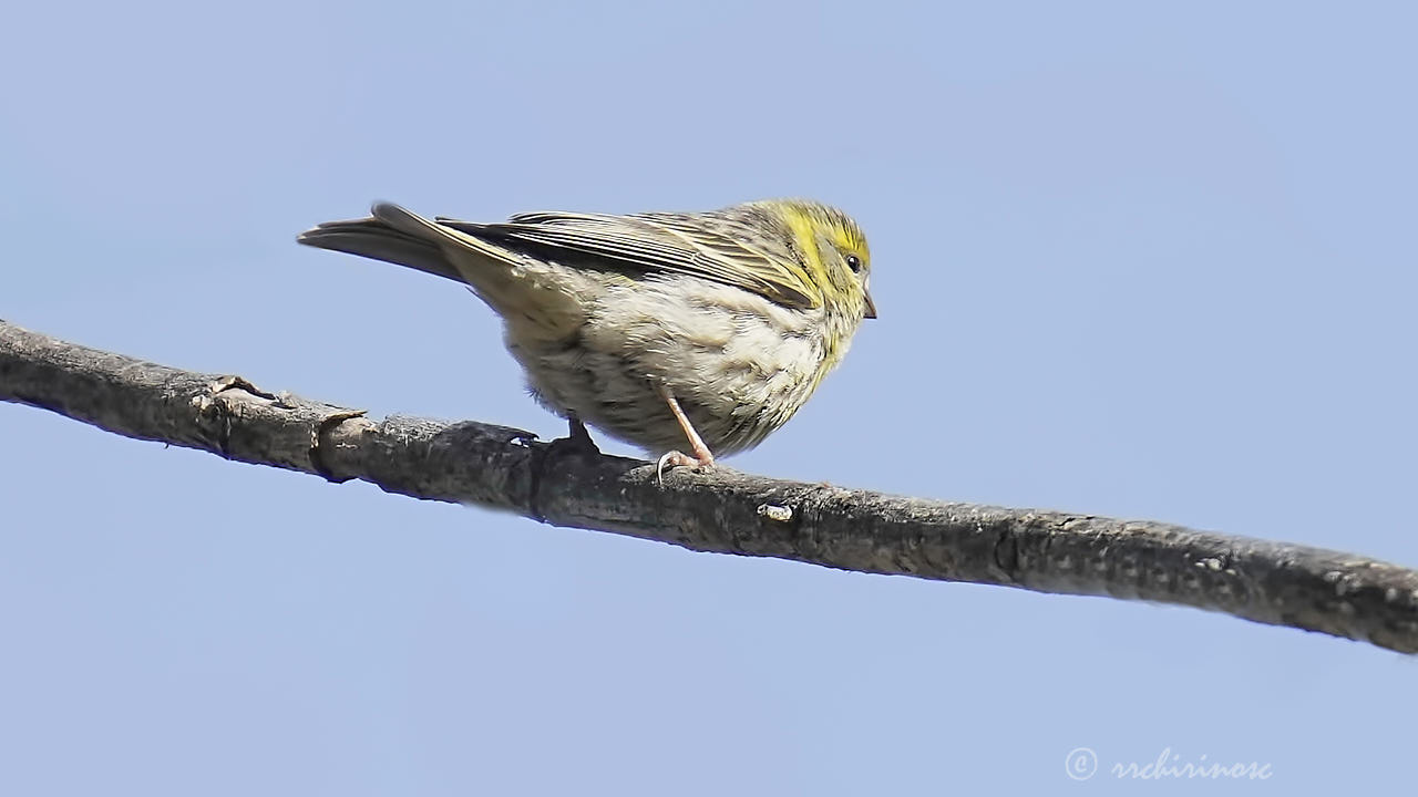 European serin