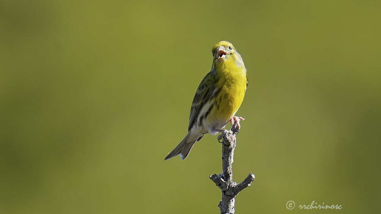 European serin