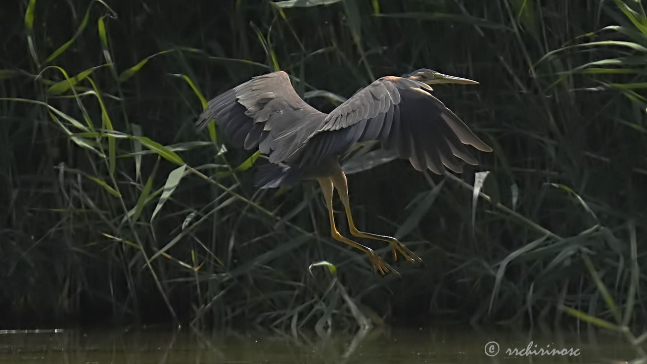 Purple heron