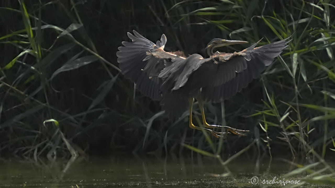 Purple heron