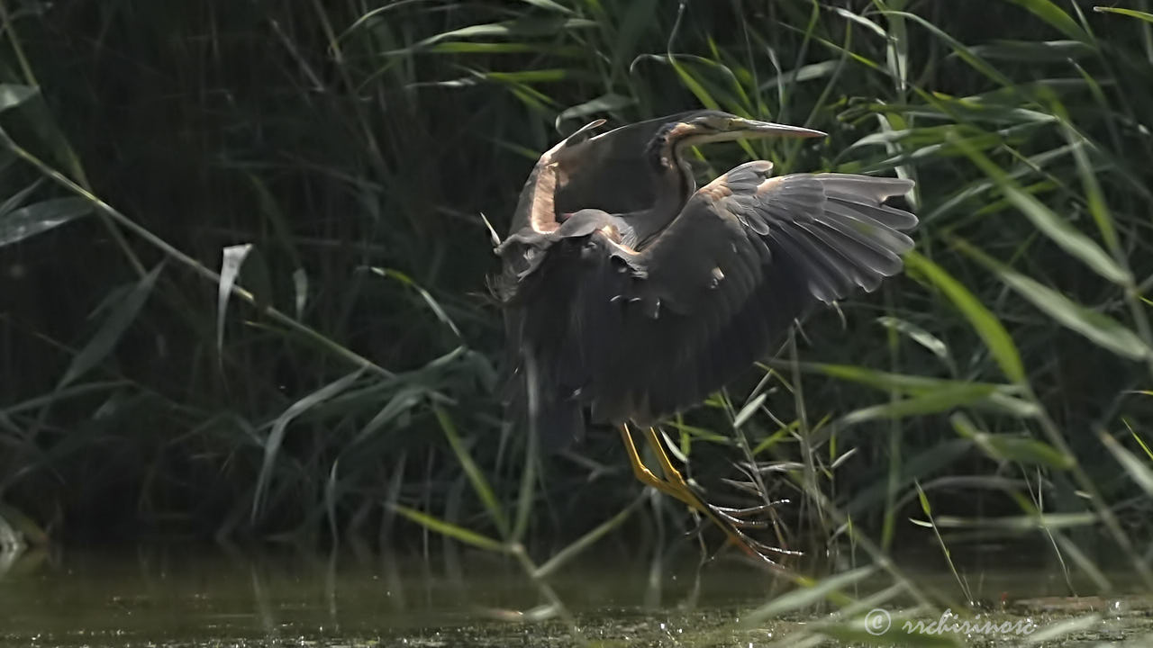 Purple heron