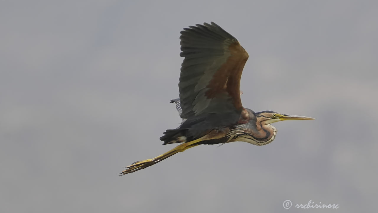 Purple heron